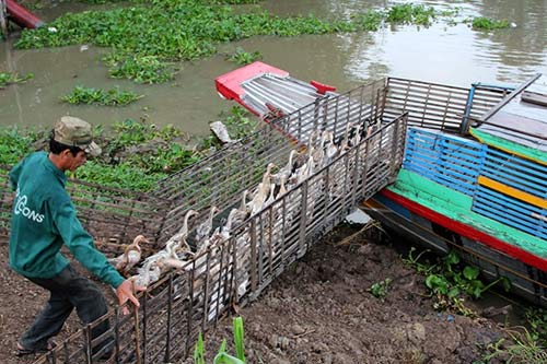 Vất vả nghề nuôi vịt chạy đồng của người miền Tây - 7