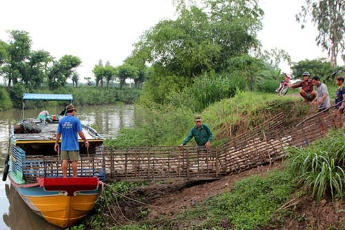 Vất vả nghề nuôi vịt chạy đồng của người miền Tây - 8