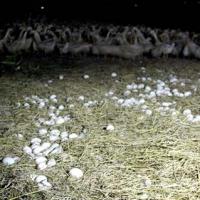 Thị trường - Tiêu dùng - Vất vả nghề nuôi vịt chạy đồng của người miền Tây