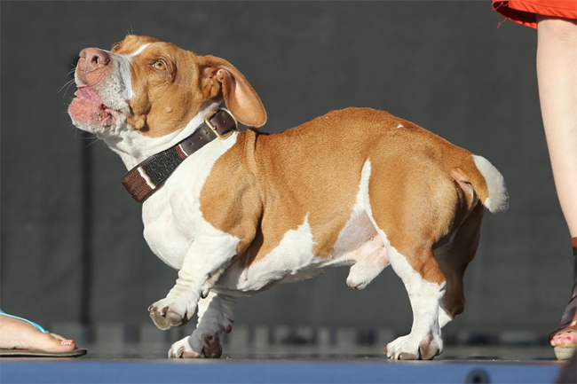 Walle chiến thắng danh hiệu Chú chó xấu nhất thế giới lần thứ 25 được tổ chức năm 2013
