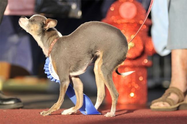 Abby đã giành chiến thắng trong cuộc thi Chú chó xấu nhất thế giới năm 2010
