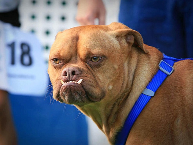 Pabst giành ngôi vương Chú chó xấu nhất thế giới năm 2009
