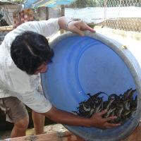 Thị trường - Tiêu dùng - Nghề nuôi cá sấu: Tăng giá, vừa mừng vừa lo