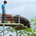 Tin tức trong ngày - Ảnh đẹp: Huấn luyện lợn nhảy cầu