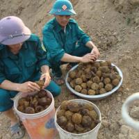 Tin tức trong ngày - Phát hiện quả bom bi "khủng" ở Nghệ An