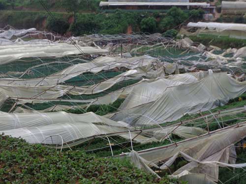 Lốc xoáy tàn phá vùng rau, hoa Đà Lạt - 1