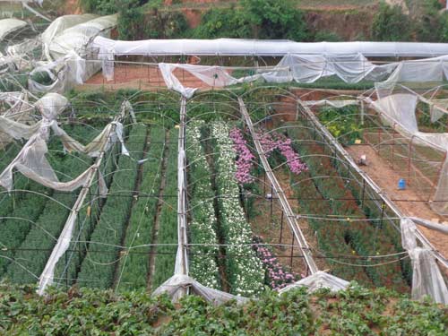 Lốc xoáy tàn phá vùng rau, hoa Đà Lạt - 2