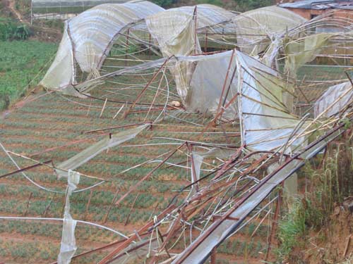 Lốc xoáy tàn phá vùng rau, hoa Đà Lạt - 3