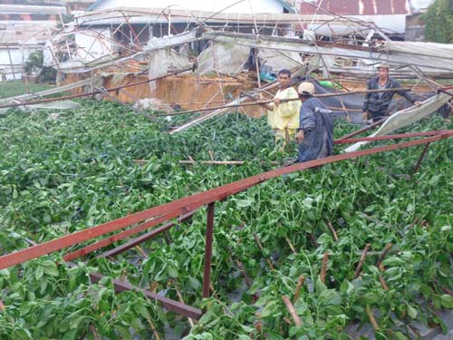 Lốc xoáy tàn phá vùng rau, hoa Đà Lạt - 4