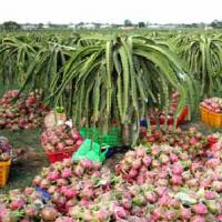 Thị trường - Tiêu dùng - Thanh long Việt gặp khó vì thanh long Trung Quốc