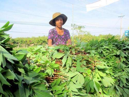 Những kiểu mua bán tận diệt của TQ tại Việt Nam - 7