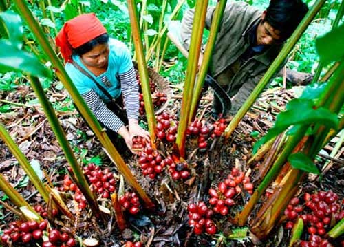 Những kiểu mua bán tận diệt của TQ tại Việt Nam - 9