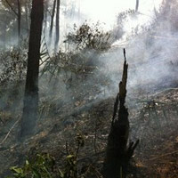 Cháy rừng thông, 2 người nhập viện cấp cứu