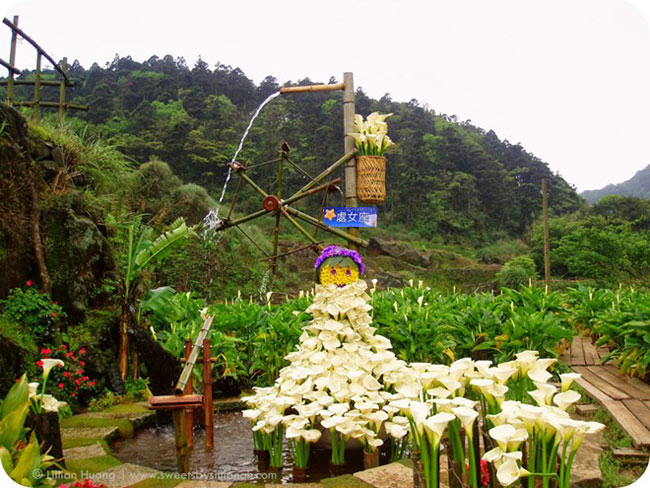 Bên cạnh hoa đào, hoa đỗ quyên, những cánh đồng hoa loa kèn Calla Lily cũng đã trở thành điểm tham quan hấp dẫn nhất tại Dương Minh Sơn.
