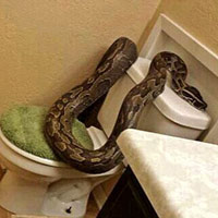 Tin tức trong ngày - Mỹ: Hoảng hồn phát hiện trăn gần 4m trong toilet