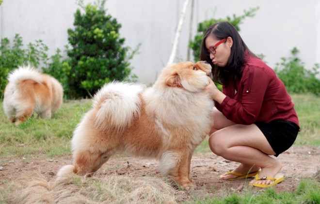 Cô gái Việt có trại chó giá ngàn đô/con - 4