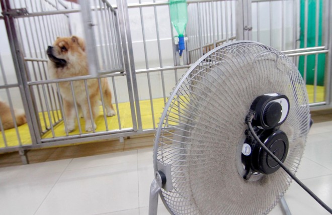 Cô gái Việt có trại chó giá ngàn đô/con - 6
