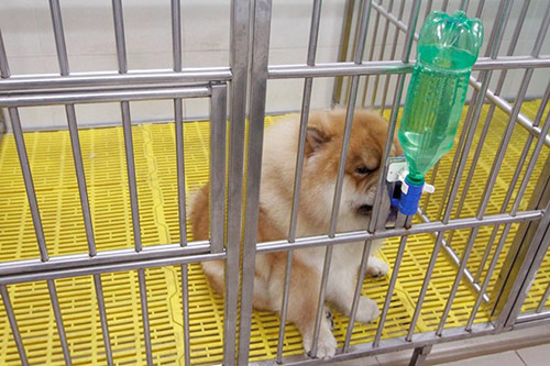Cô gái Việt có trại chó giá ngàn đô/con - 7