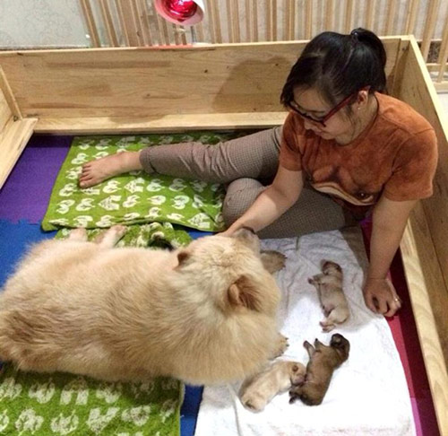 Cô gái Việt có trại chó giá ngàn đô/con - 9