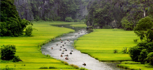 Về Tam Cốc ngắm vẻ đẹp của bông lúa Việt - 1