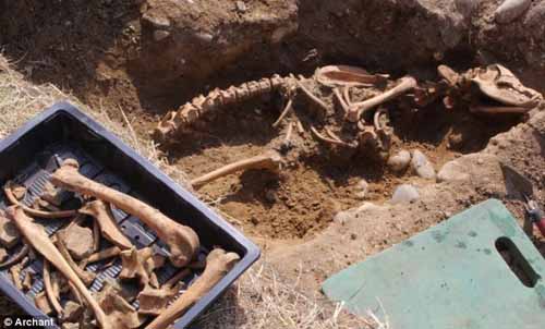 Phát hiện hóa thạch xương chó ngao ma huyền thoại - 1