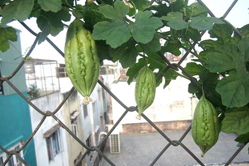 Sợ đồ Trung Quốc, người Sài Gòn dọn chỗ ở trồng rau - 4