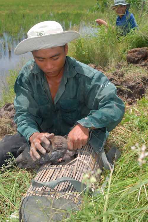 Đi chợ chuột lớn nhất miền Tây - 2