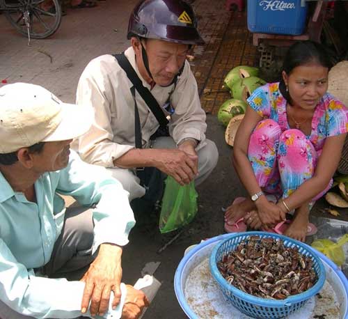 Dân Bảy Núi kiếm nửa triệu đồng mỗi ngày nhờ săn bọ rầy - 2