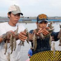 Thị trường - Tiêu dùng - Tôm ăn 6 triệu mỗi ngày, biết sống sao đây!