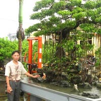 Tin tức trong ngày - Cả thôn xây nhà lầu, sắm ô tô nhờ... cây cảnh