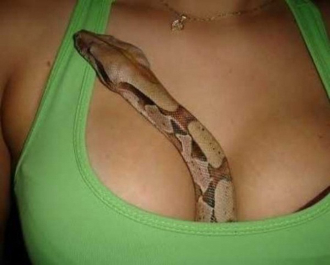 Chú rắn cũng thích 'sàm sỡ' vòng 1 gợi cảm
