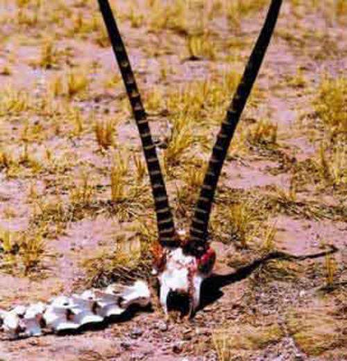 Bí ẩn "động chết" ở Indonesia - 3