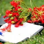 Bồi hồi những ca khúc về mùa "hoa chia tay"