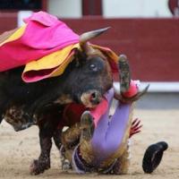 Thể thao - Khoảnh khắc "đứng tim" của đấu sĩ trước bò tót