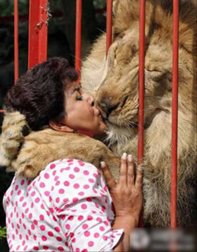 Hình ảnh được chụp tại  - tại một trại động vật ở Cali, Colombia. Chú sư tử châu Phi có tên gọi Jupiter đang trìu mến ôm hôn chị Ana Julia Torres - người đã cứu chú thoát khỏi một gánh xiếc cách đây 6 năm. 
