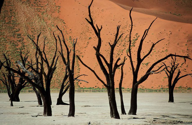 6. Rừng Deadvlei – Namimbia.&nbsp;Nằm trong công viên Namib - Naukluft ở Namibia, rừng Deadvlei được bao quanh bởi những núi cát cao nhất thế giới, trung bình từ 350 - 400 m.
