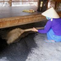 Tin tức trong ngày - Tây Ninh: Hàng triệu con bọ đậu đen bay vào nhà dân