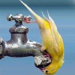 Thơ... buồn: Hà nội mùa này... nước hiếm hơn bia