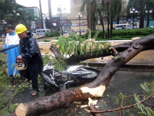 Mưa lốc, cây xanh bật gốc đè bẹp ô tô giữa Sài Gòn - 7