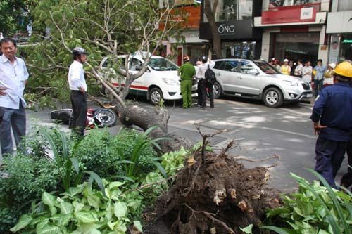 TPHCM: Cây bỗng dưng bật gốc đè một người cấp cứu - 1