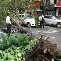 Tin tức trong ngày - TPHCM: Cây bỗng dưng bật gốc đè một người cấp cứu