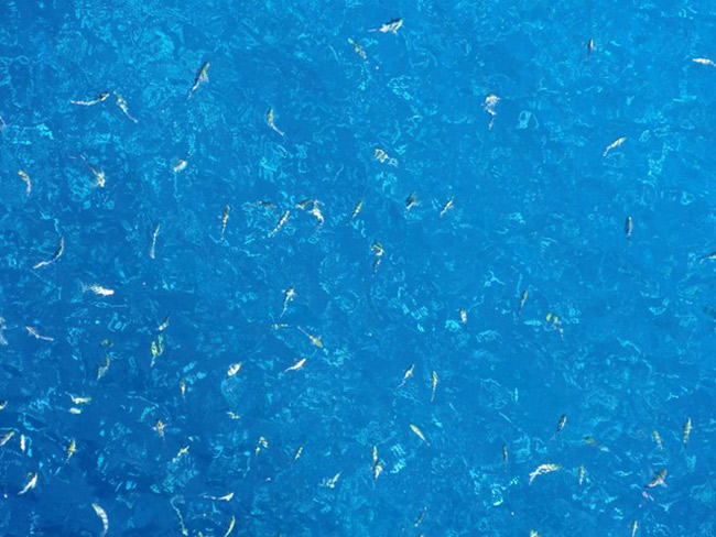 Cũng tại Trường Sa, nước biển trong đến nỗi bạn có thể thấy từng đàn cá đủ sắc màu đang tung tăng bơi lội.
