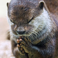 Chú rái cá “chắp tay cầu nguyện“ trước bữa ăn