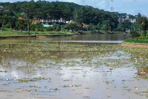Lâm Đồng: Hồ Xuân Hương đầy rác, cạn bất thường - 7