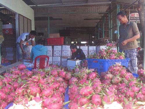 Thanh long Việt Nam "đi Tây": Không dễ! - 1