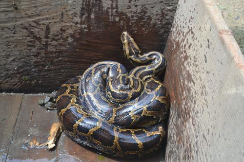 Bí ẩn "rắn khổng lồ" ở Hà Giang - 1