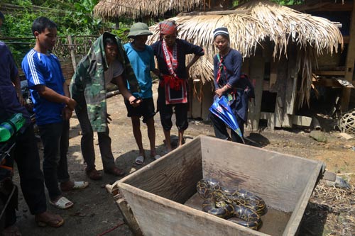 Bí ẩn "rắn khổng lồ" ở Hà Giang - 2