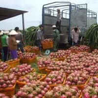 Thị trường - Tiêu dùng - Tránh bị động cho nông thủy sản xuất sang TQ