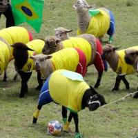 Bóng đá - Cừu "Neymar" im tiếng, cừu Brazil tuột ngôi vô địch WC