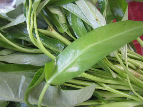 Gió đưa rau muống lên bờ - 2